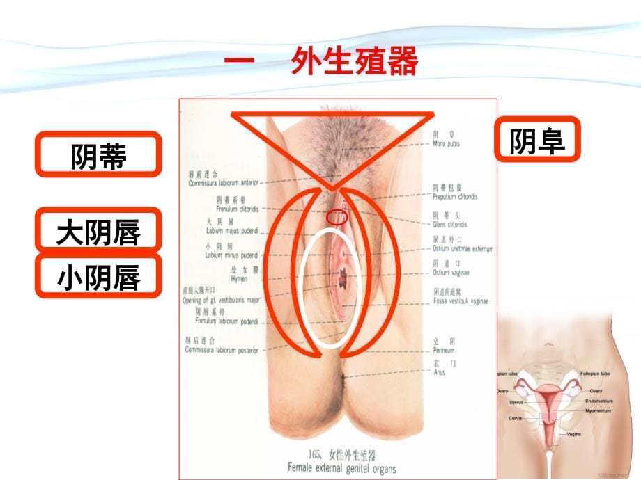 【5A版】正常分娩机制_第5页