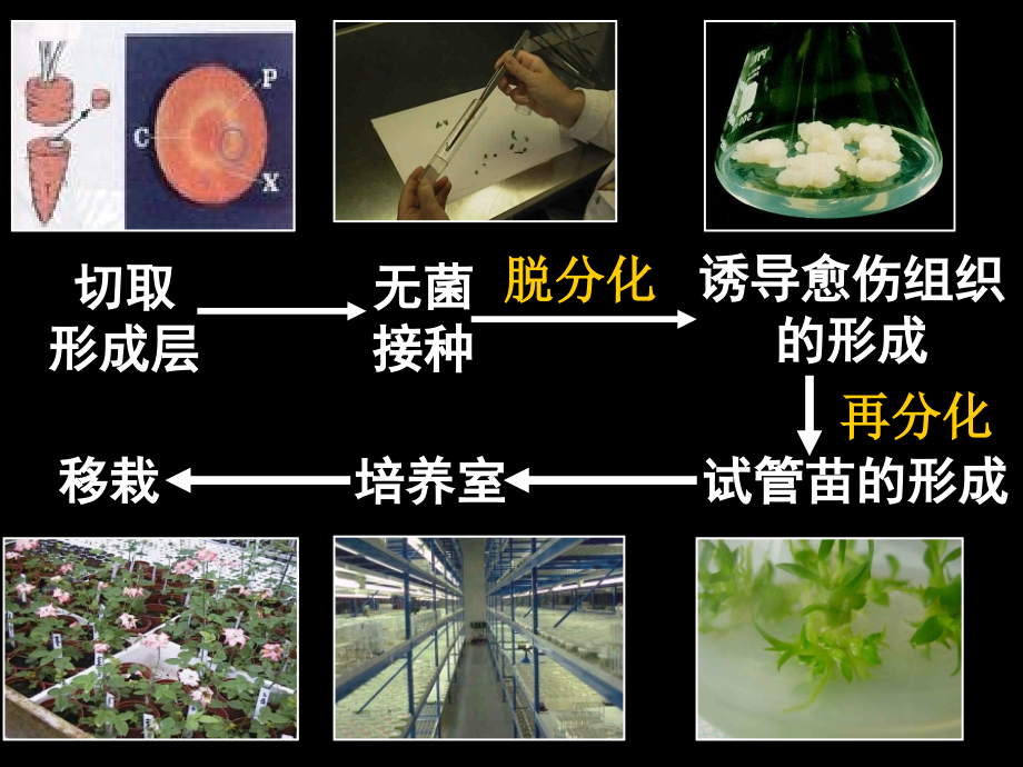 高二生物《选修三__植物细胞工程》(课件)_第3页