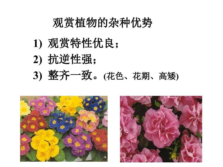 园林植物花卉育种学第7章 杂种优势的利_第5页