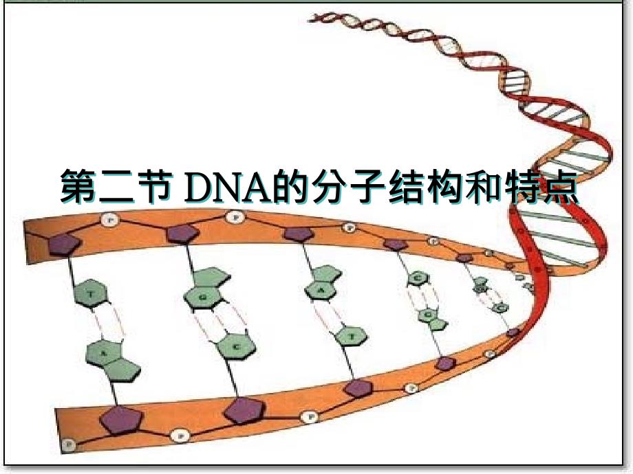 二节dna分子结构和特点_第1页