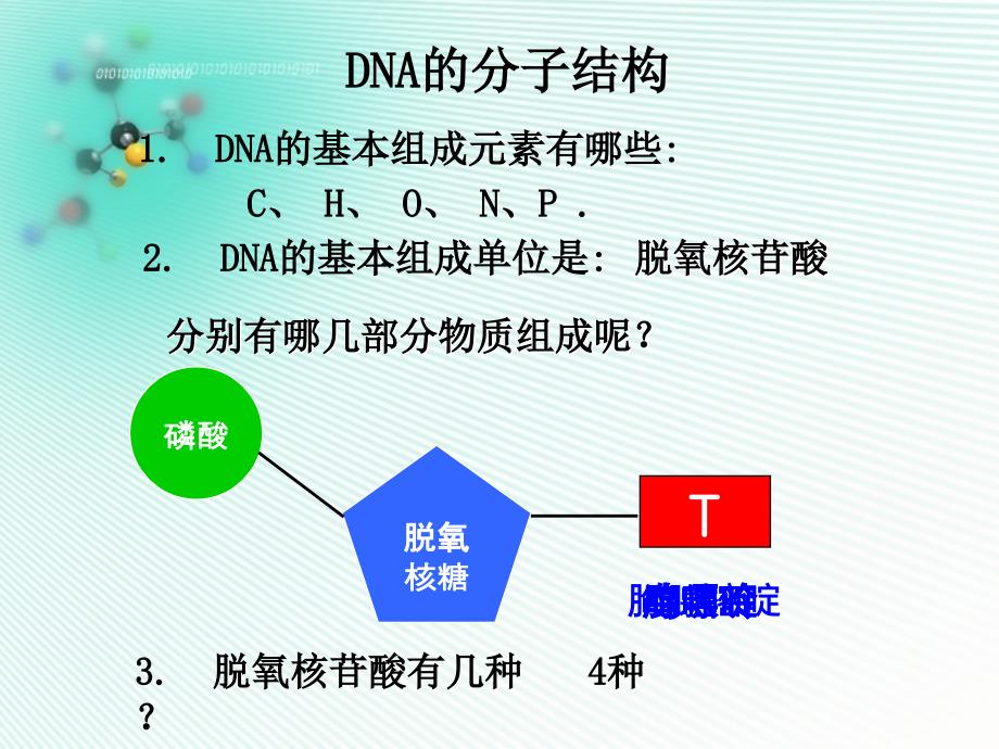 二节dna分子结构和特点_第3页