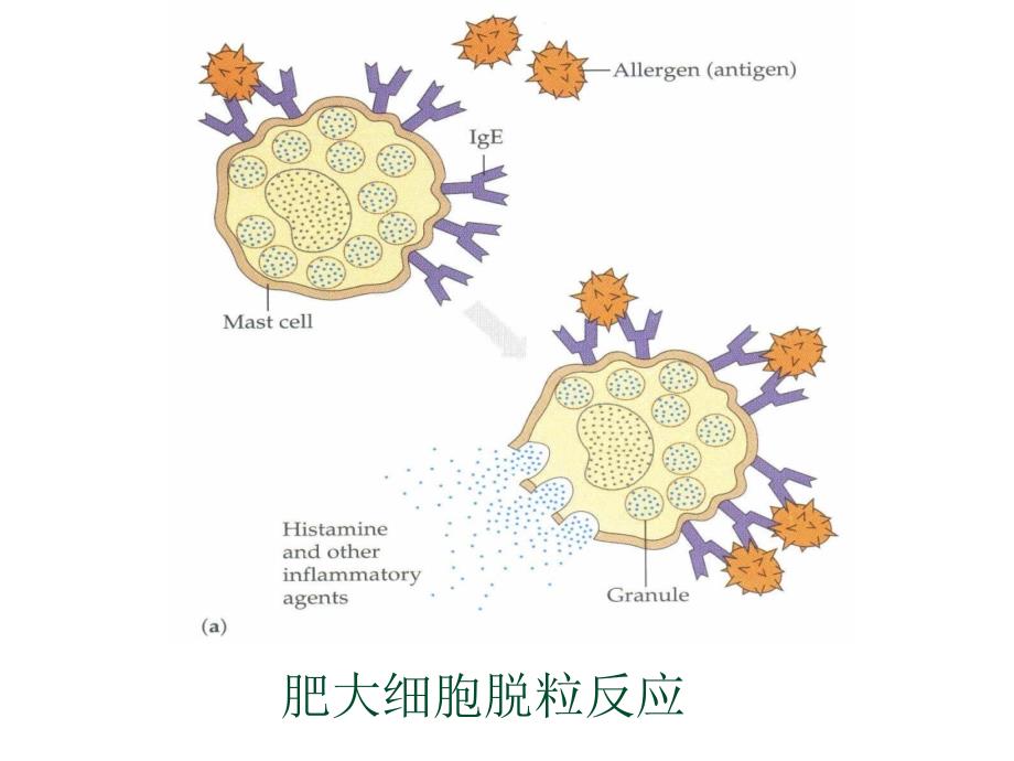 抗喘药镇咳药祛痰药_第4页