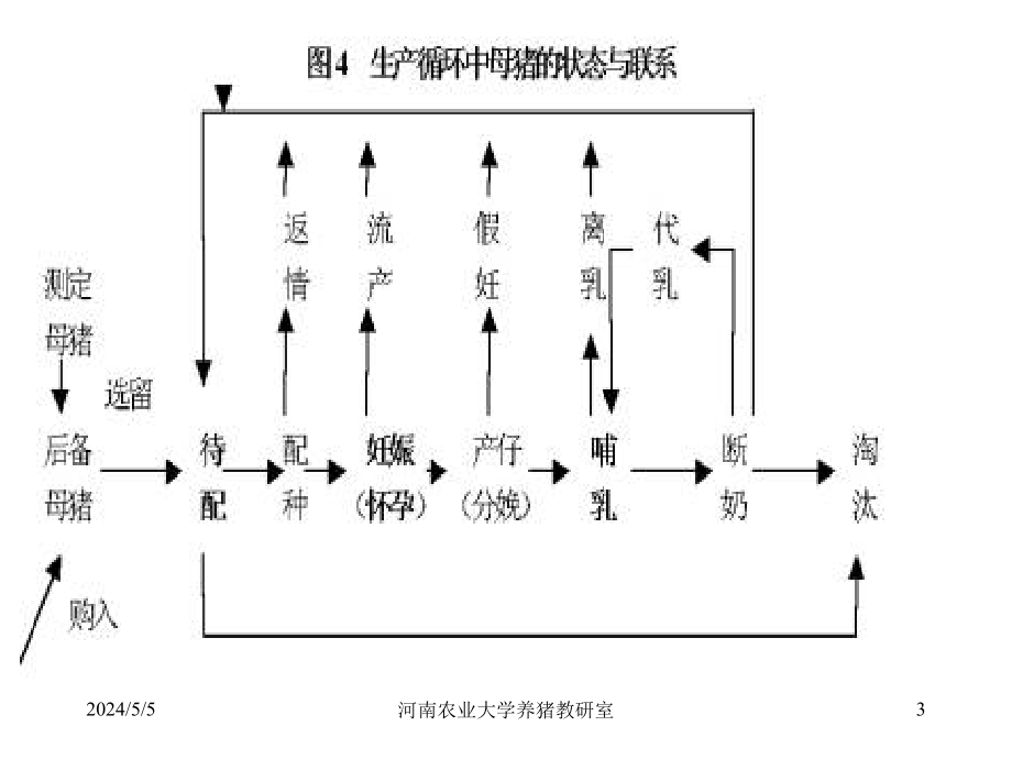 二节母猪的饲养管理技术_第3页