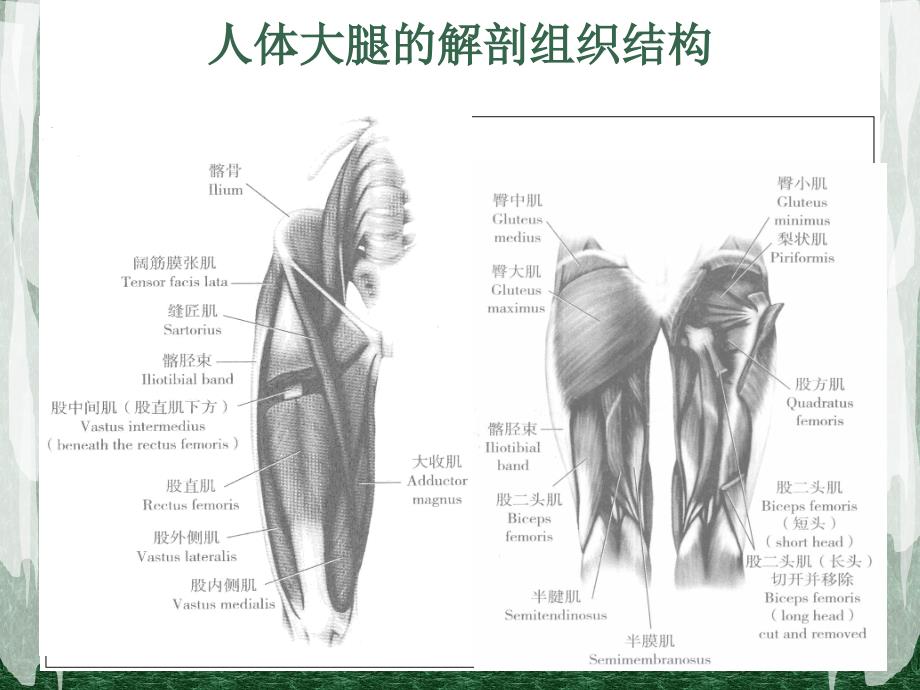 短跑运动员的股后肌群力量训练2013教学课件_第2页