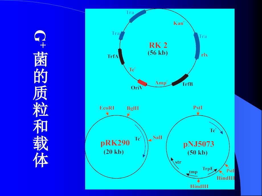 四节细菌和链霉菌的分子克隆载体_第3页