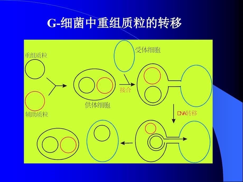 四节细菌和链霉菌的分子克隆载体_第5页