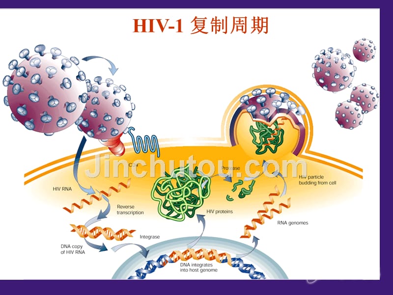 抗击hbv耐药hiv治疗和耐药启示_第3页