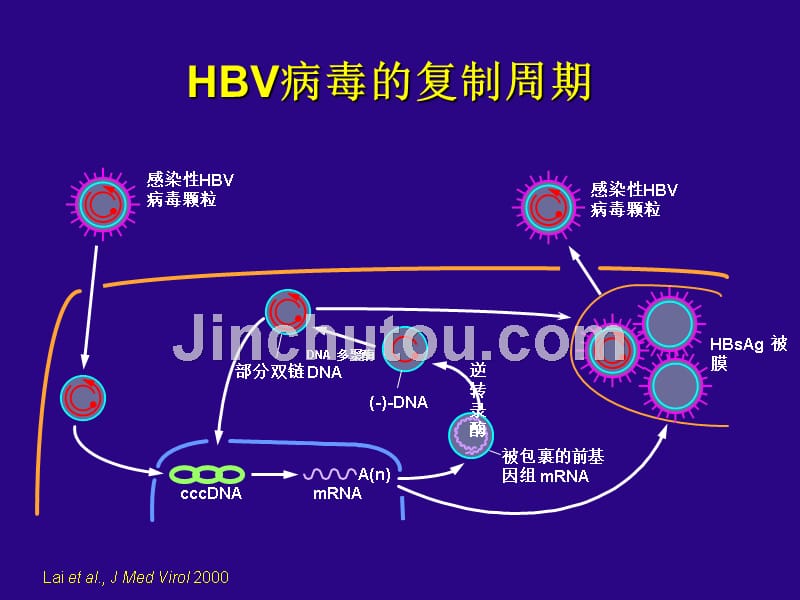 抗击hbv耐药hiv治疗和耐药启示_第4页