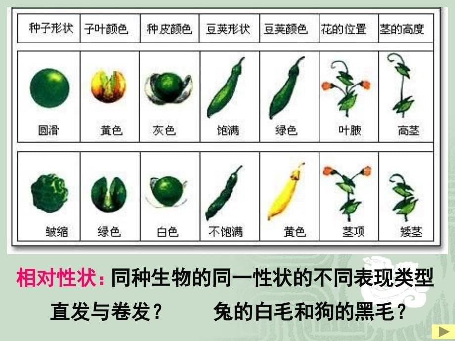 二节遗传的基本规律_第5页