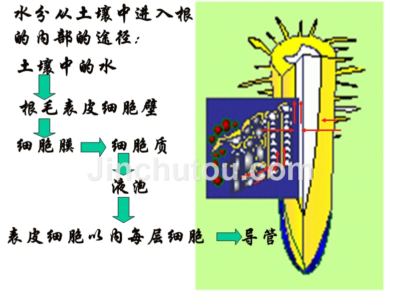 二节水分进入植物体内途径_第4页