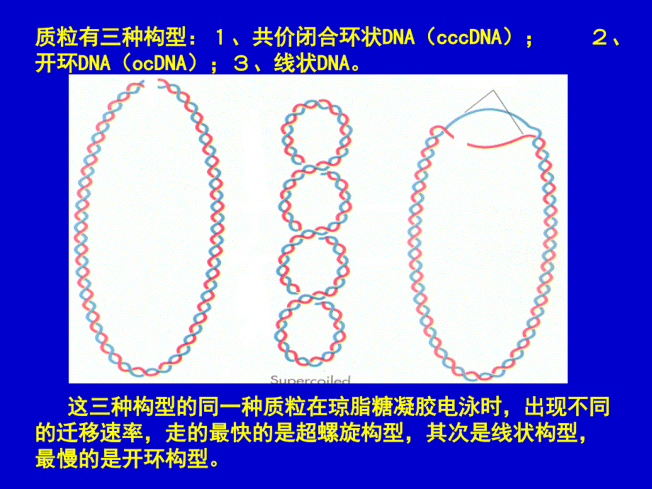 实验七质粒dna提取及鉴定－_第4页