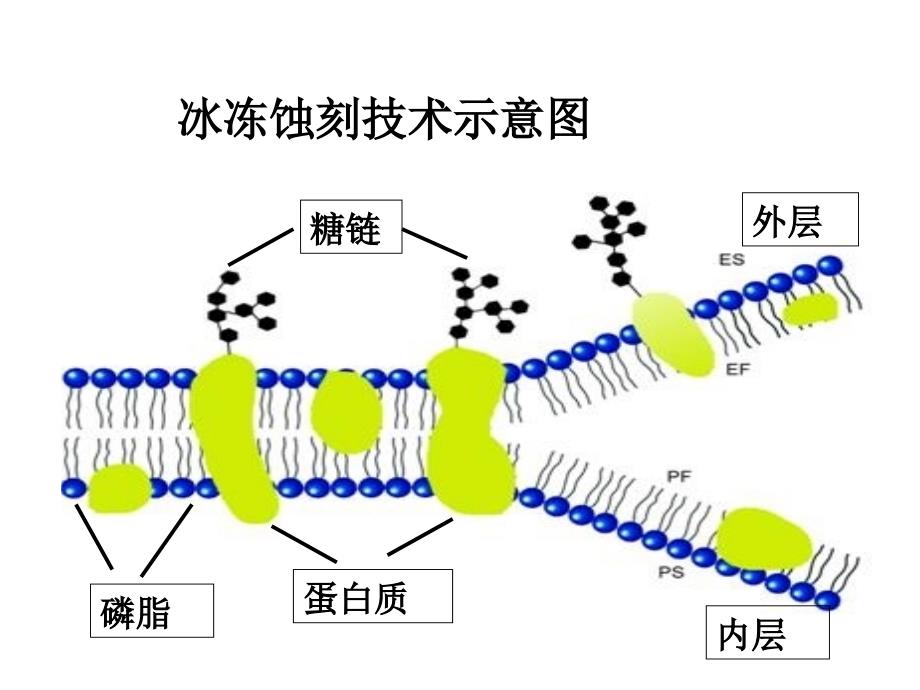 二节细胞膜分子结构_第3页