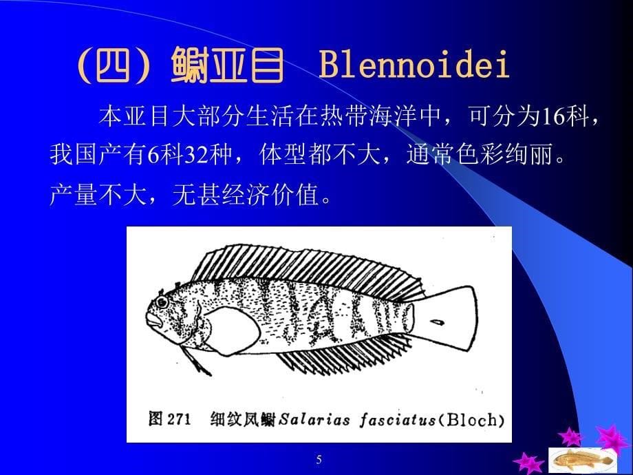 二隆头鱼亚目labroidei课件_第5页