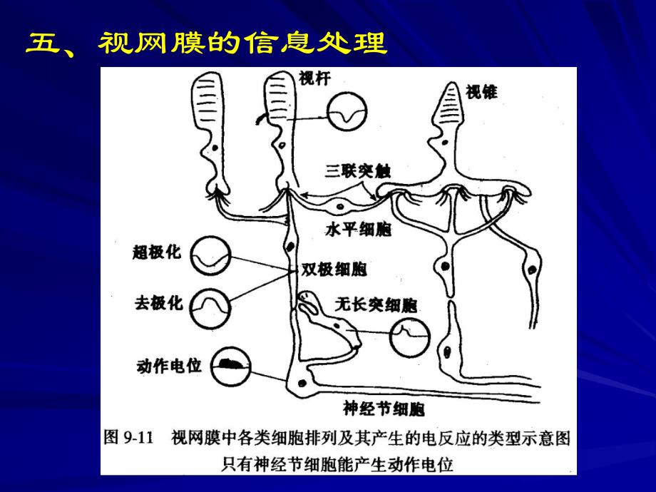 二视杆细胞外段的超微结构和感受器电位的产生_第3页