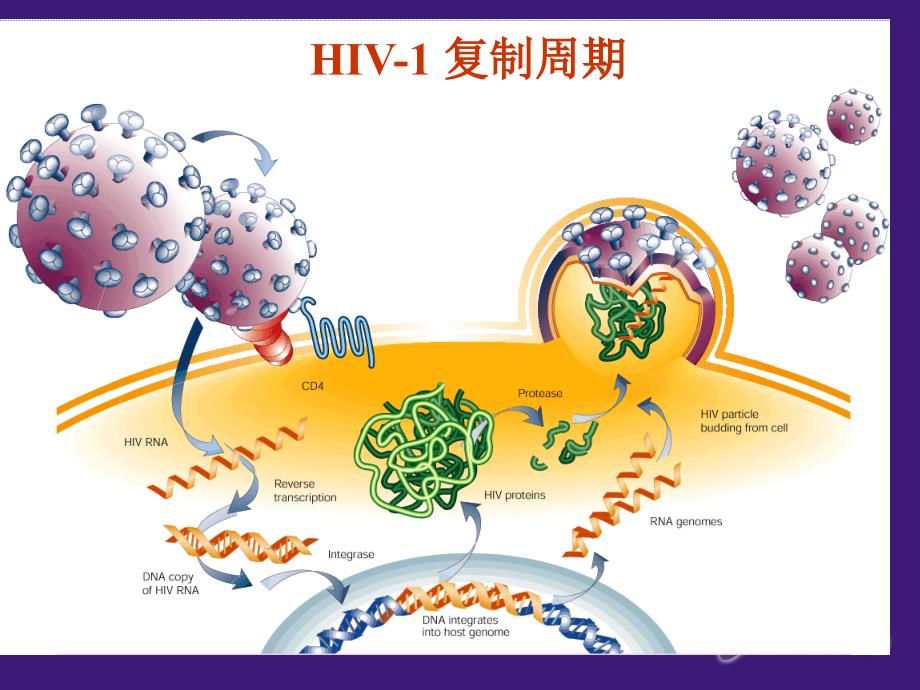 抗击hbv耐药hiv治疗和耐药的启示_第3页