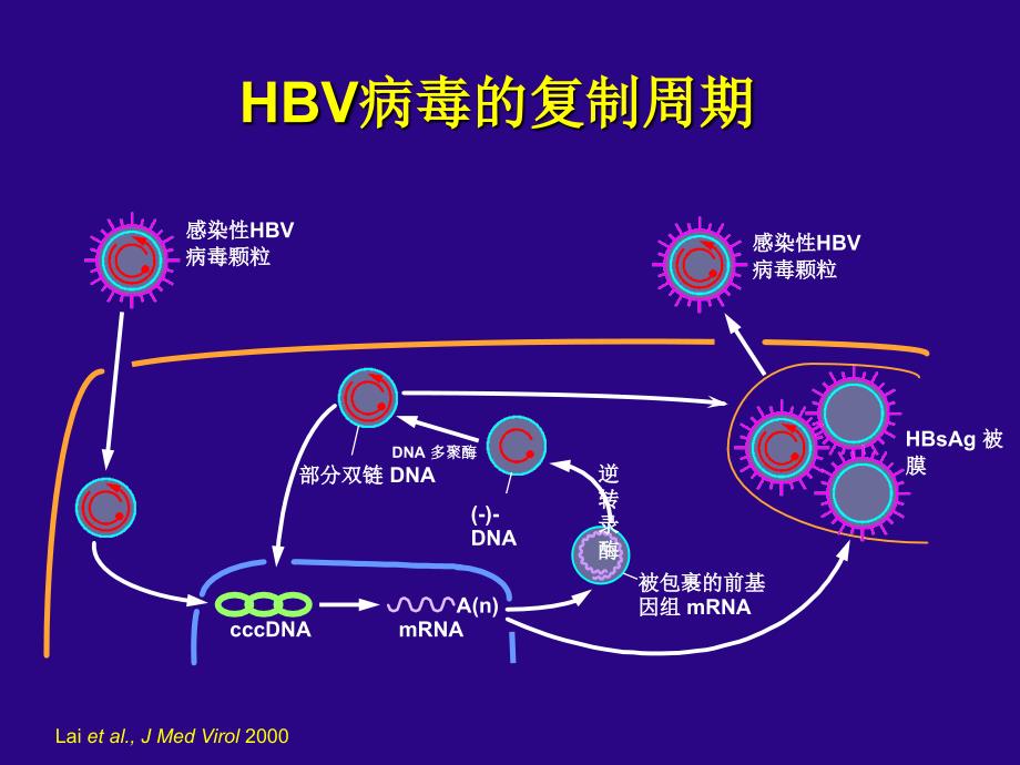 抗击hbv耐药hiv治疗和耐药的启示_第4页