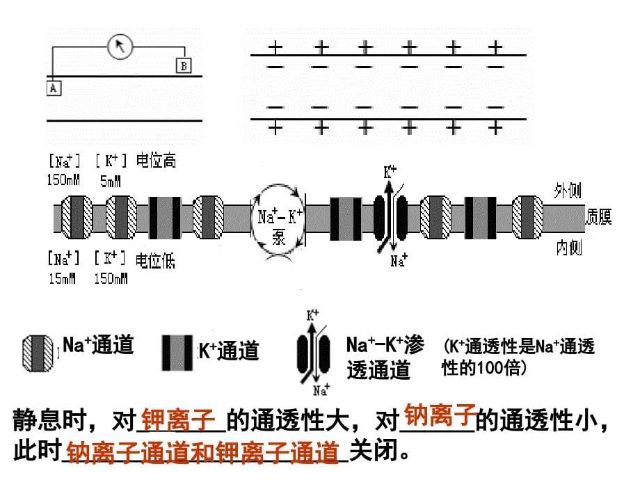 神经冲动的产生与传导_第5页