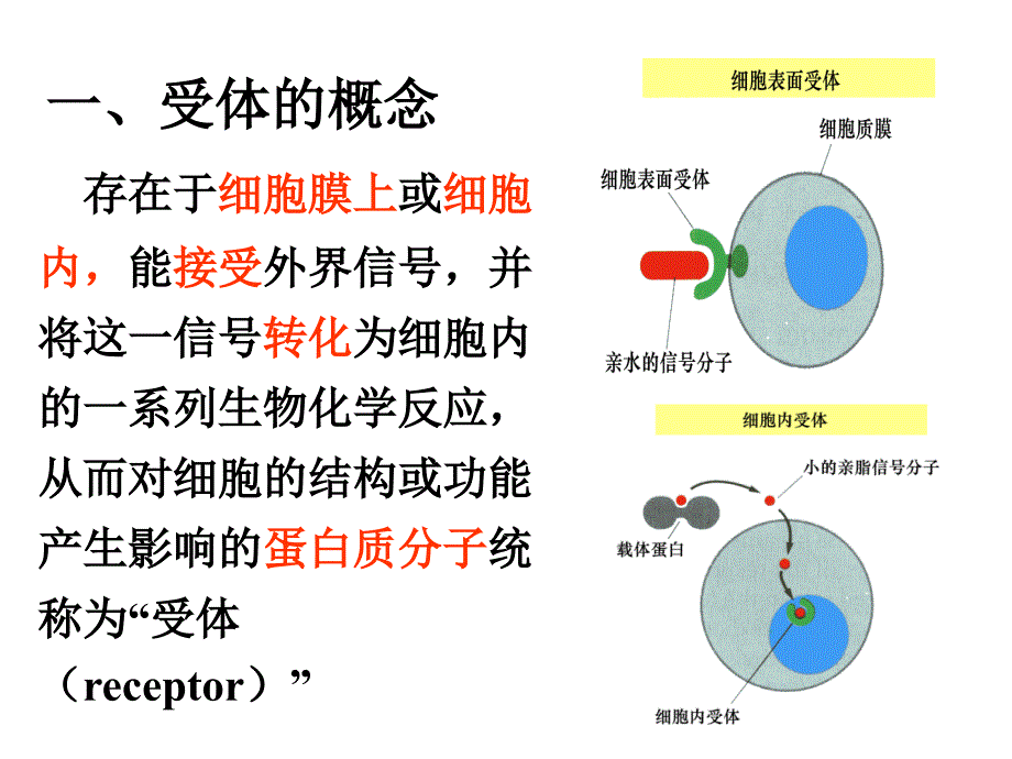 《五节细胞膜受体》ppt课件_第2页