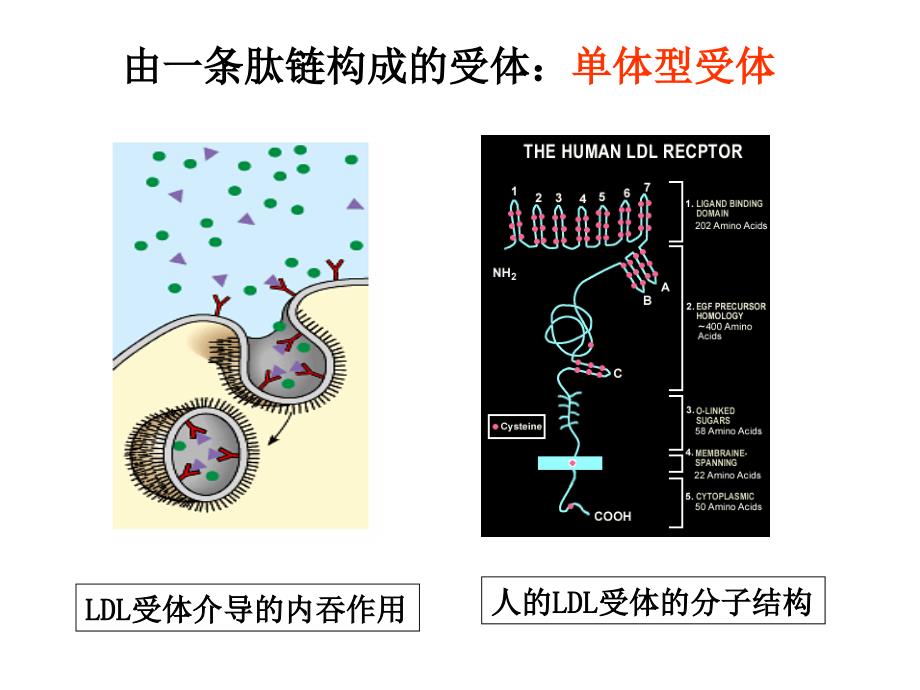 《五节细胞膜受体》ppt课件_第4页