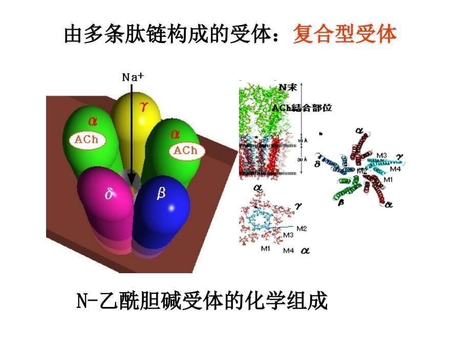 《五节细胞膜受体》ppt课件_第5页