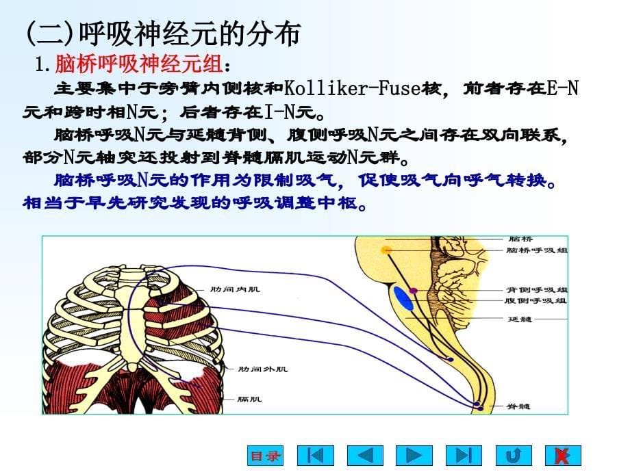 四节呼吸运动调节_第5页