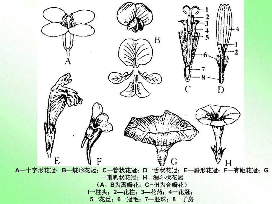 二节被子植物的生殖和生殖器官_第5页