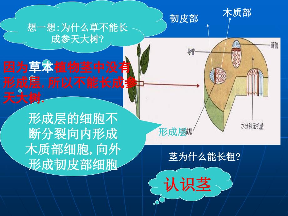 二节水分进入植物体的途径_第4页