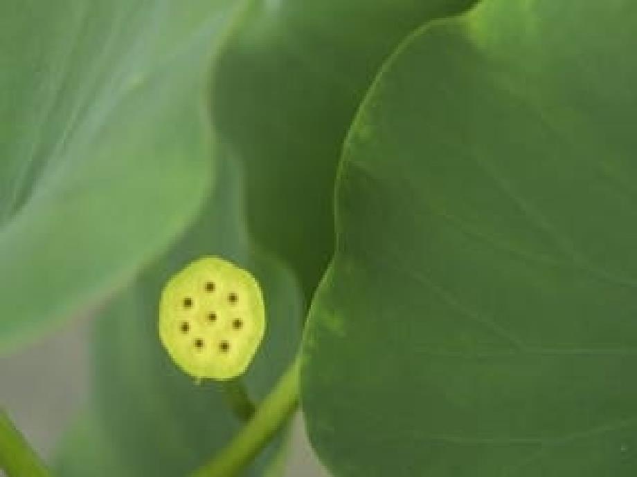 《芦花荡》课件（鲁教版七下）8_第4页