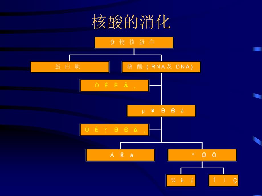 《核苷酸代谢 》ppt课件_第3页