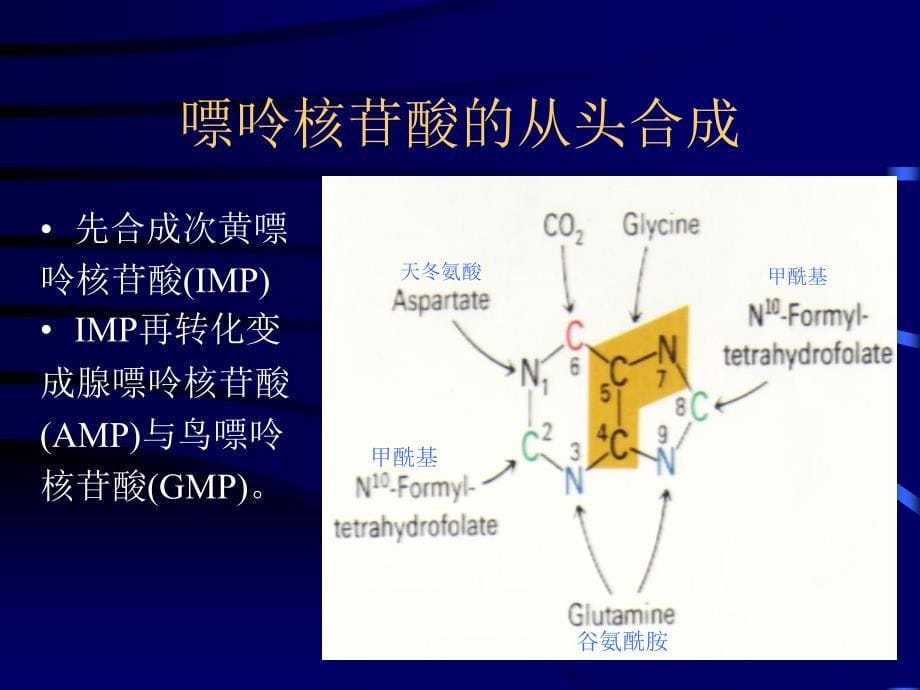 《核苷酸代谢 》ppt课件_第5页