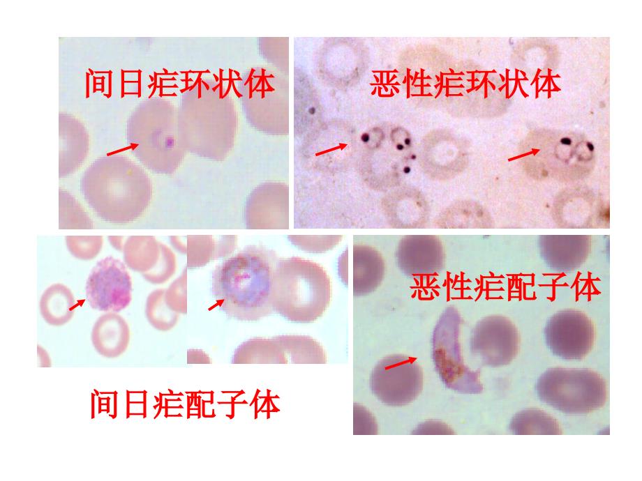 《各期疟原虫形态》ppt课件_第2页