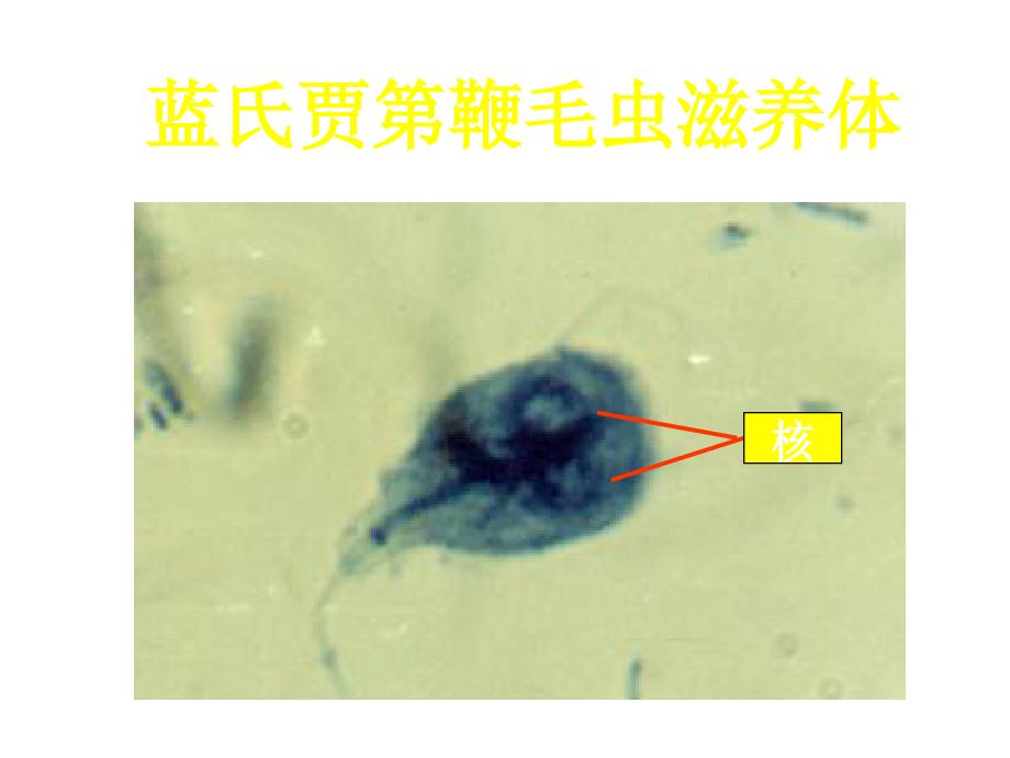 《各期疟原虫形态》ppt课件_第4页