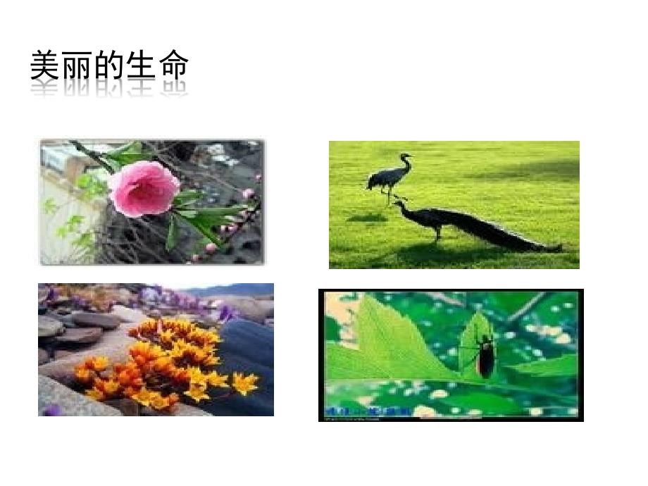 4.18 短文两篇 蝉 贝壳 课件（新-人教版七年级上）_第3页