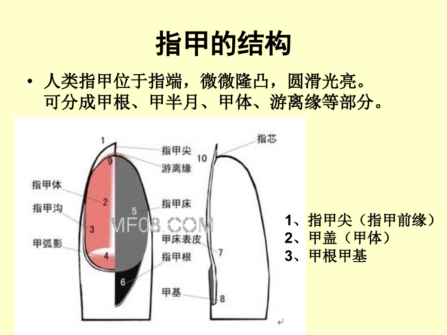 《指甲与疾病预测》ppt课件_第3页