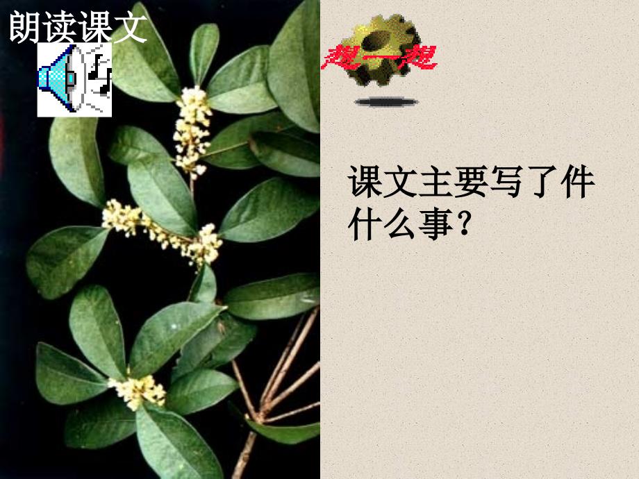 《桂花雨课件》ppt课件_第3页