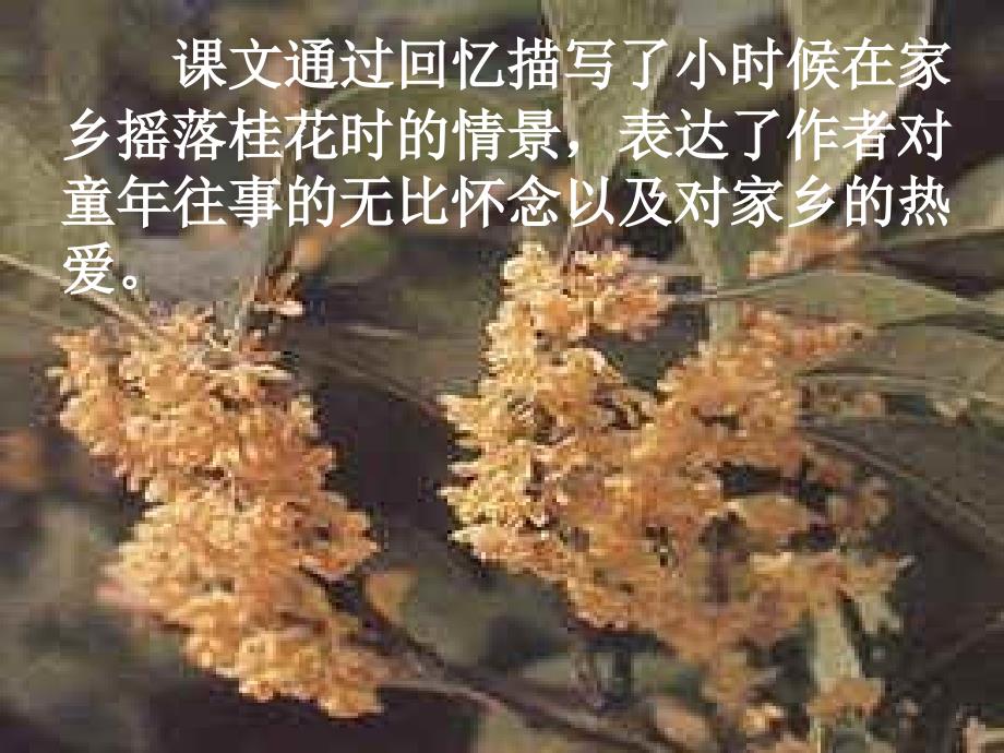 《桂花雨课件》ppt课件_第4页