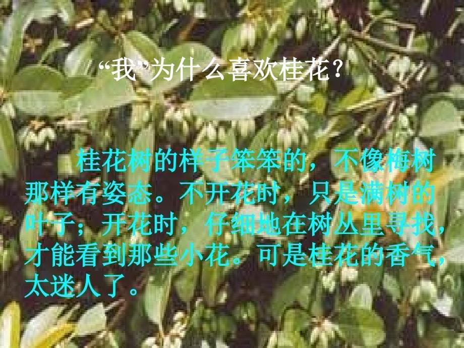 《桂花雨课件》ppt课件_第5页