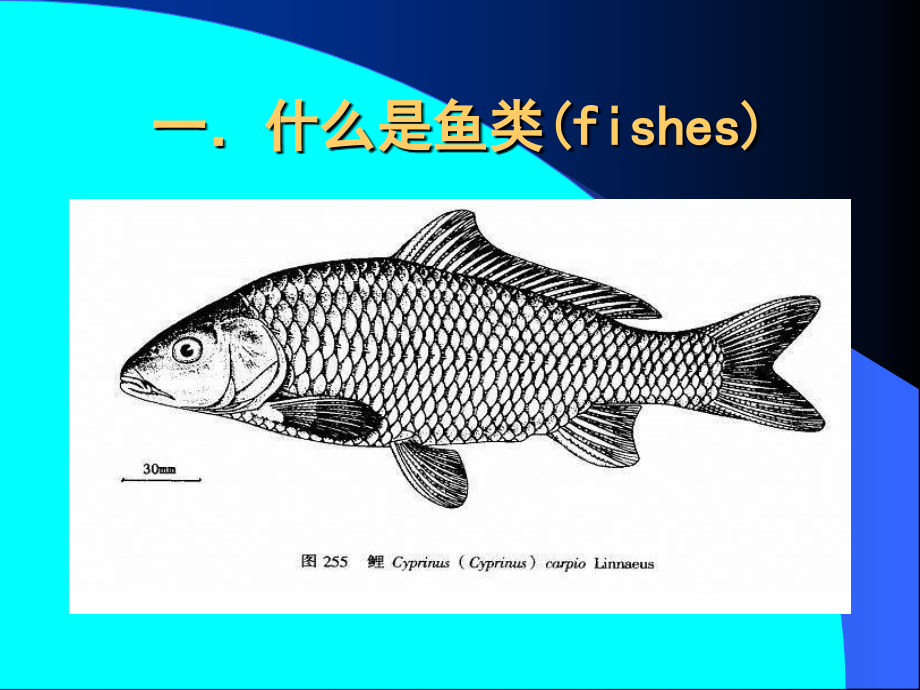 《鱼类学绪论》ppt课件_第2页