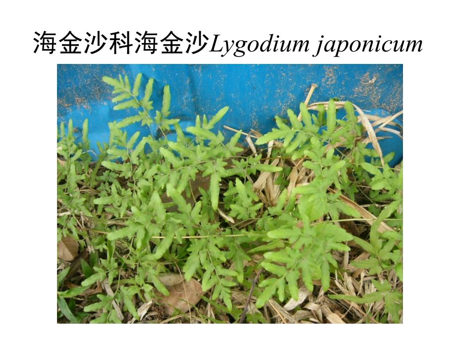 大学城广州大学校园植物介绍_第3页