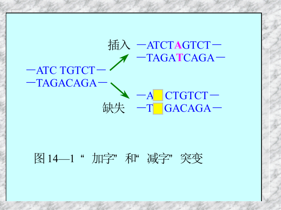 遗传密码和遗传信息的翻译系统_第3页