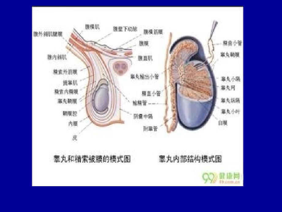 睾丸扭转超声诊_第2页