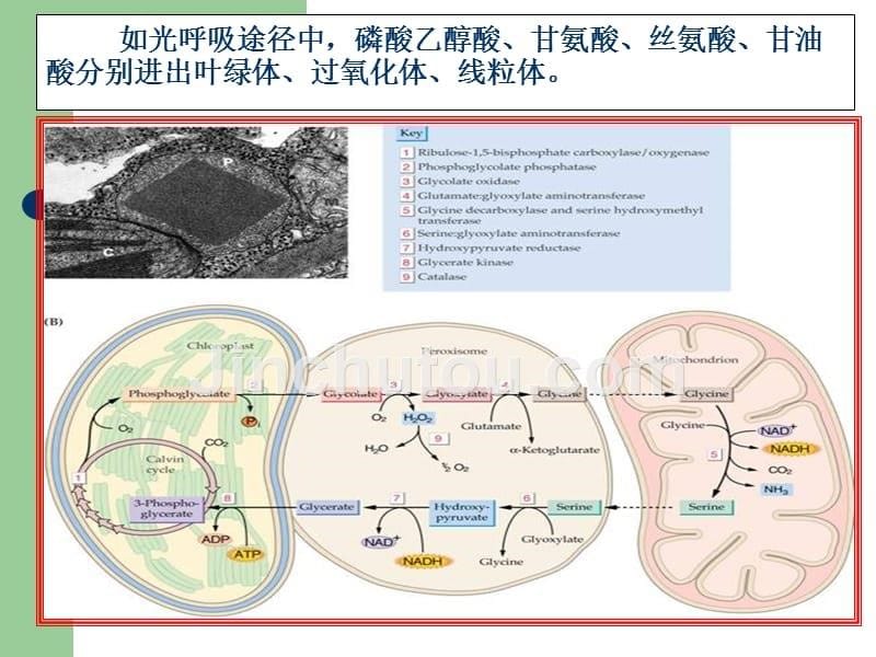 有机物质的同化与转运_第5页