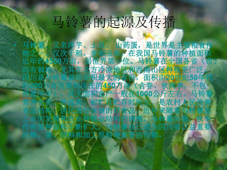 马铃薯科学种植技ppt_第2页