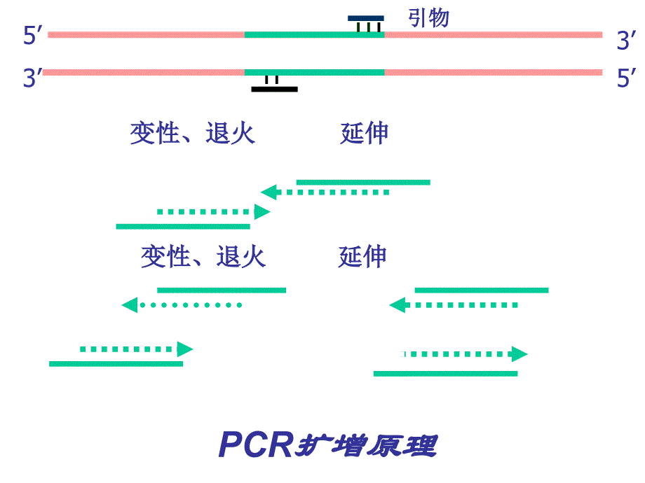 pcr技术讲座_第4页