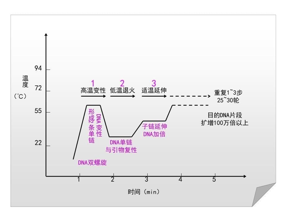 pcr技术讲座_第5页