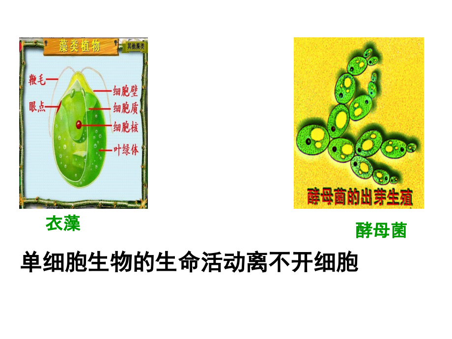 高三生物第一轮复习--必修一全套课件精华版1_第4页