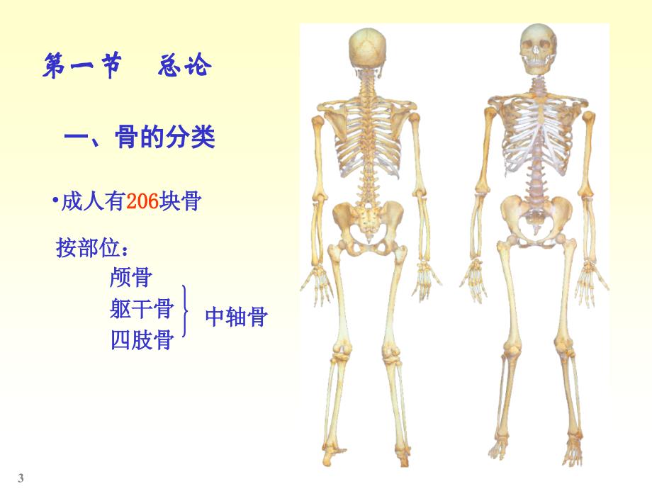 人体解剖学  ---骨学_第3页