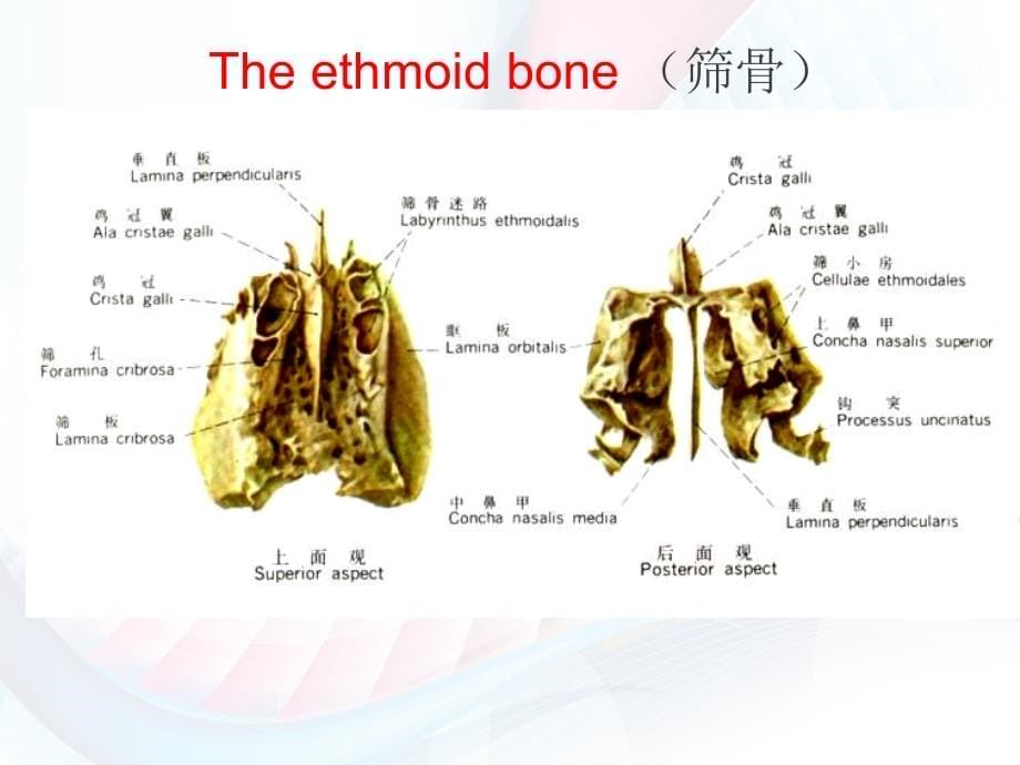 颅底结构影像解剖及病变分析_第5页