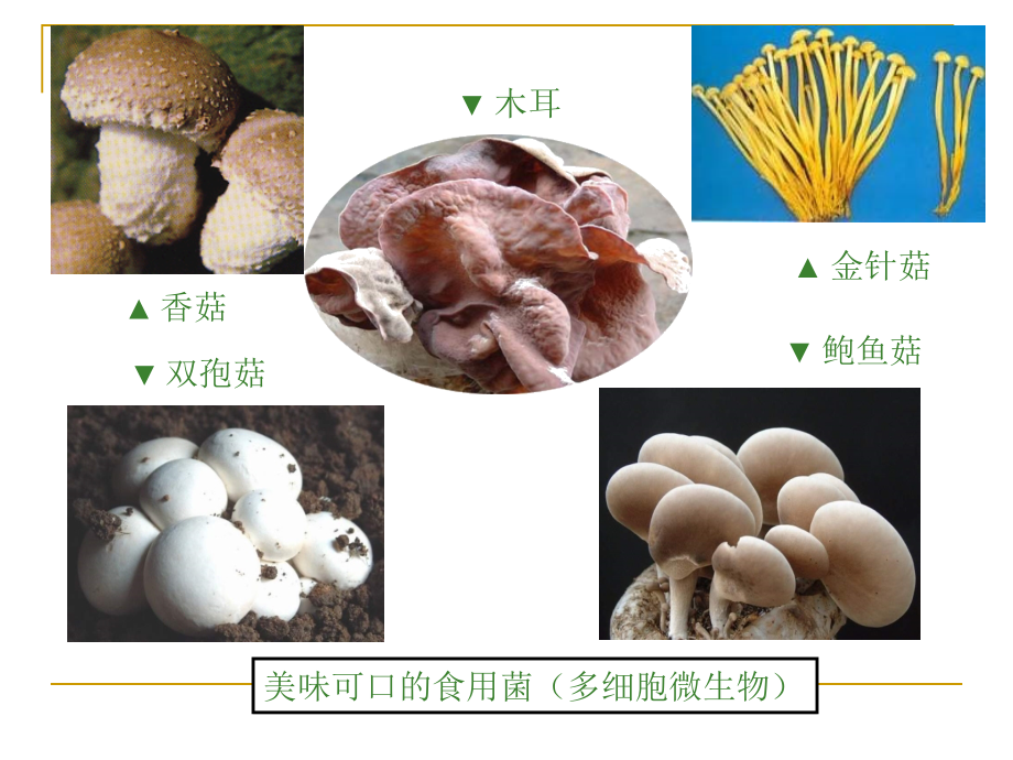 微生物在生物圈中的作用 (2)_第2页