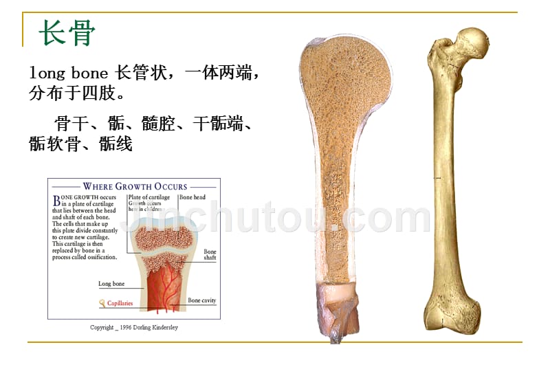 郑州大学系统解剖学课件_第5页